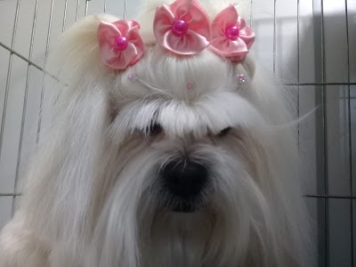 Amigão Pet Shop foto 5